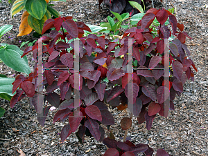 Picture of Euphorbia cotinifolia 