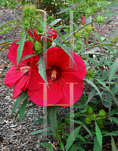 Picture of Hibiscus moscheutos 'Fireball'