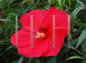 Picture of Hibiscus moscheutos 'Fireball'