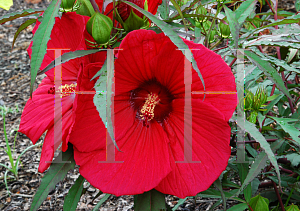 Picture of Hibiscus moscheutos 'Fireball'