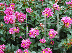 Picture of Lagerstroemia x 'Pocomoke'