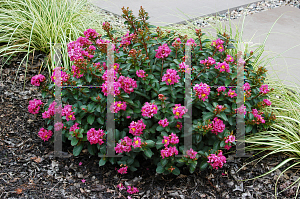 Picture of Lagerstroemia x 'Pocomoke'