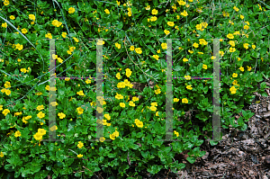 Picture of Mecardonia procumbens 'Gold Flake'