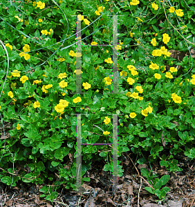 Picture of Mecardonia procumbens 'Gold Flake'