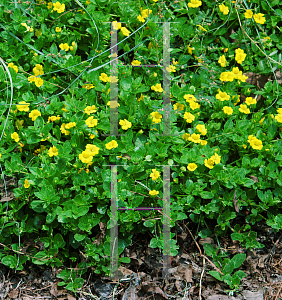 Picture of Mecardonia procumbens 'Gold Flake'