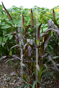 Picture of Pennisetum glaucum 'Purple Majesty'