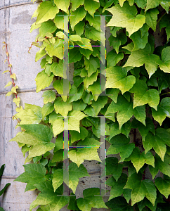 Picture of Parthenocissus tricuspidata 'Fenway Park'