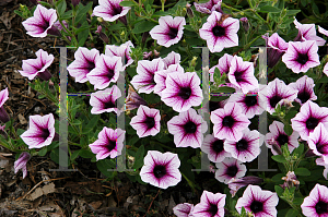 Picture of Petunia x hybrida 'Sweet Surprise Purple Vein'