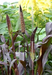 Picture of Pennisetum glaucum 'Purple Majesty'