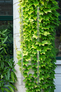 Picture of Parthenocissus tricuspidata 'Fenway Park'