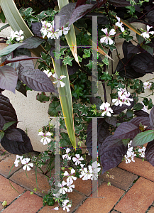 Picture of Pelargonium peltatum 'Sunset'