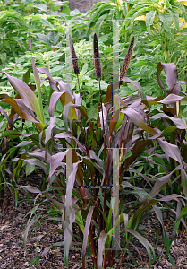 Picture of Pennisetum glaucum 'Purple Majesty'