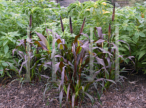 Picture of Pennisetum glaucum 'Purple Majesty'