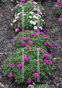 Picture of Portulaca grandiflora 'Margarita Peppermint'