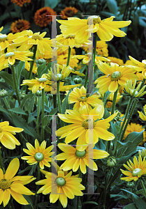 Picture of Rudbeckia hirta 'Prairie Sun'