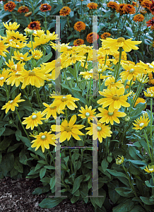 Picture of Rudbeckia hirta 'Prairie Sun'