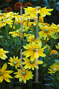 Picture of Rudbeckia hirta 'Prairie Sun'