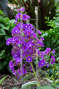 Picture of Tibouchina grandifolia 