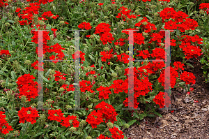 Picture of Verbena x hybrida 'Red Fox Red'