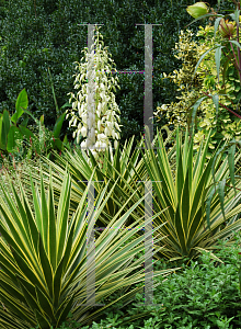 Picture of Yucca aloifolia 'Variegata'