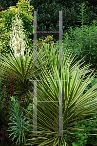 Picture of Yucca aloifolia 'Variegata'