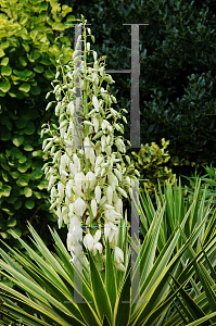 Picture of Yucca aloifolia 'Variegata'