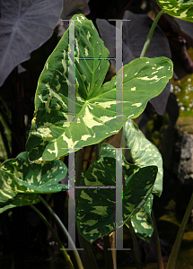 Picture of Alocasia  'Hilo Beauty'