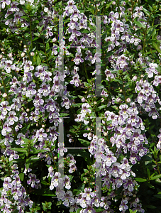 Picture of Angelonia angustifolia 'AngelMist Purple Stripe'