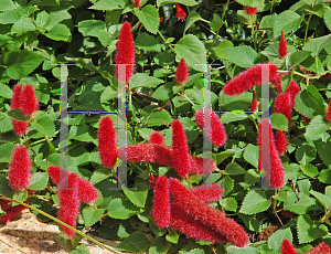 Picture of Acalypha repens 