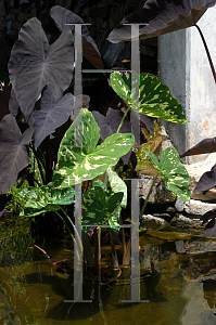 Picture of Alocasia  'Hilo Beauty'