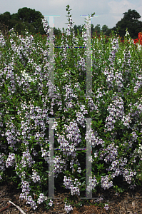 Picture of Angelonia angustifolia 'AngelMist Purple Stripe'