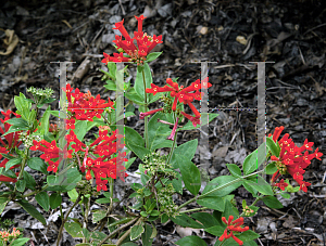 Picture of Bouvardia ternifolia 