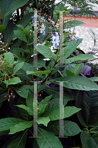 Picture of Clerodendrum ugandense '~Species'