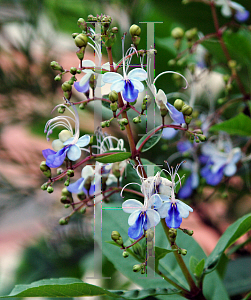 Picture of Clerodendrum ugandense 