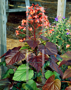 Picture of Clerodendrum paniculatum 'Borneo Sunset'