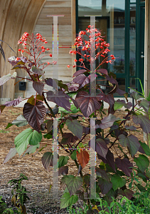 Picture of Clerodendrum paniculatum 'Borneo Sunset'