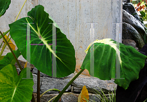 Picture of Colocasia esculenta 'Nancy's Revenge'