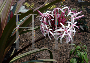 Picture of Crinum asiaticum var. procerum 