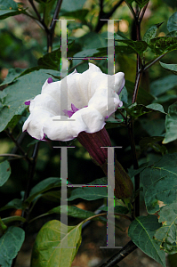 Picture of Datura metel 'Cornucopaea'