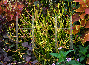 Picture of Euphorbia tirucalli 'Rosea'