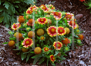 Picture of Gaillardia aristata 'Arizona Sun'