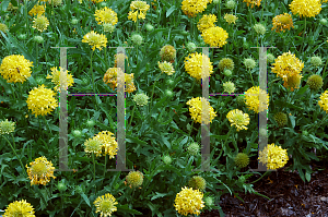 Picture of Gaillardia pulchella 'Torch Yellow'