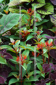 Picture of Homalocladium platycladum 
