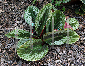 Picture of Cornukaempferia aurantiflora 'Jungle Gold'