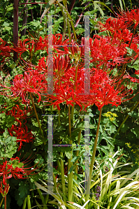 Picture of Lycoris radiata 