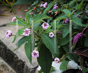 Picture of Lantana trifolia 