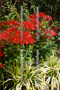 Picture of Lycoris radiata 