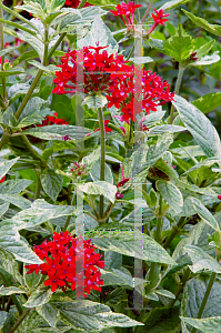 Picture of Pentas lanceolata 'Stars & Stripes'