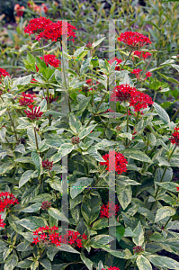 Picture of Pentas lanceolata 'Stars & Stripes'