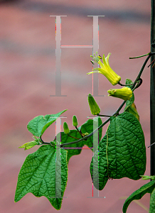 Picture of Passiflora lutea 